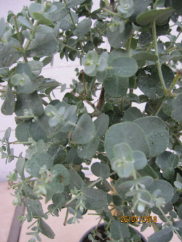 Preview: Eucalyptus gunni azura Stamm2